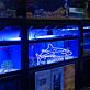 Hai LED-Neonschild für Aquarium und Meeresthema