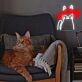 Brighten Your Space: Cute Cat Wearing Red Mushroom Hat Neon Sign for Home Decor, Kids' Rooms, and Quirky Cafes.