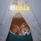 Bella LED-Neonschild für Haustierbereich Wohnzimmer