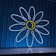Gänseblümchen LED-Neonschild für Wohnzimmer und Café