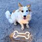 Hundeknochen LED-Neonschild für Haustierladen oder Wohnzimmer